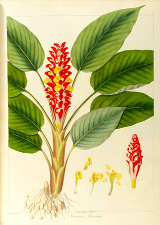 Abbildung: Kurkuma-Pflanze Habitus, Lizenz: Public Domain, Wikimedia Nathaniel Wallich05 