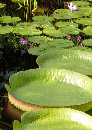 Abbildung: Teich mit Lotus, Lizenz: Frank Lewecke 